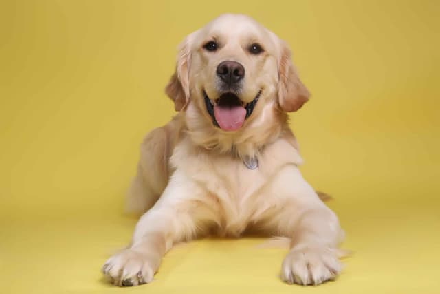 Golden Retriever Puppies media 3