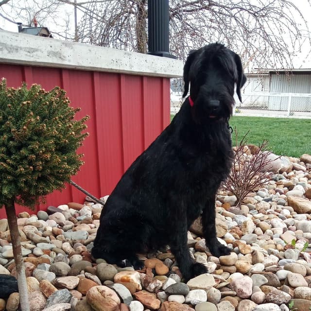 Giant Schnauzer Puppies media 2