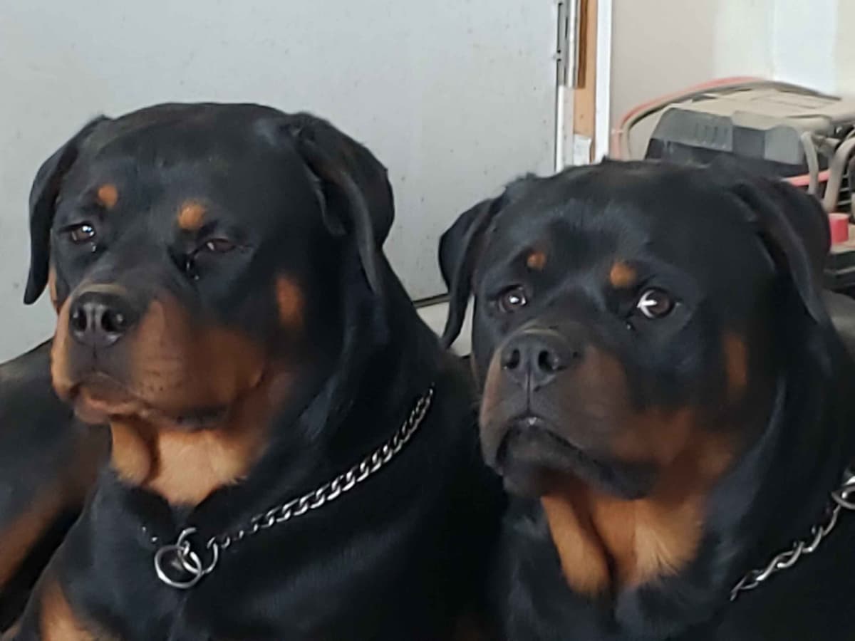 Rottweiler Puppies Kinders Royal Rotts bloodlines breeder image 1