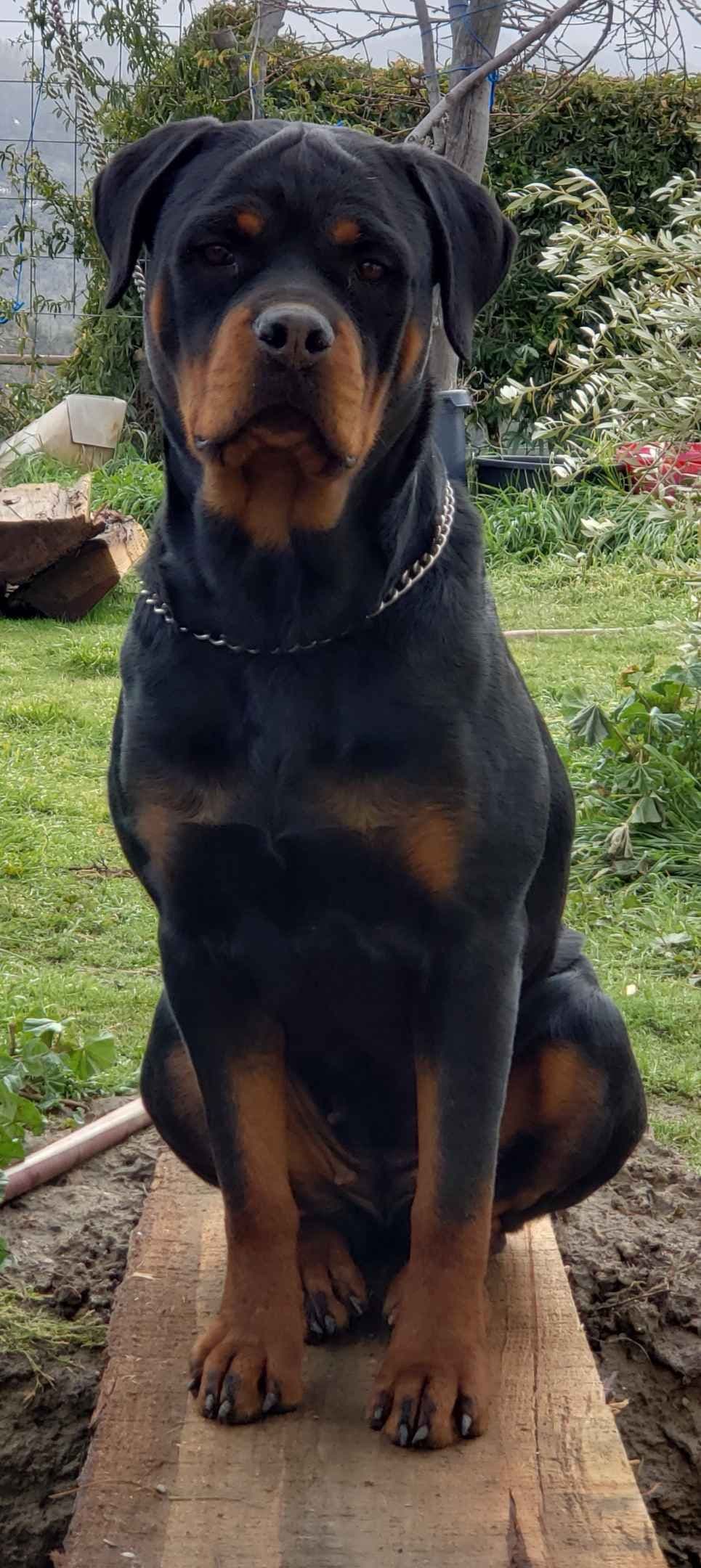 Rottweiler Puppies Kinders Royal Rotts bloodlines breeder image 2