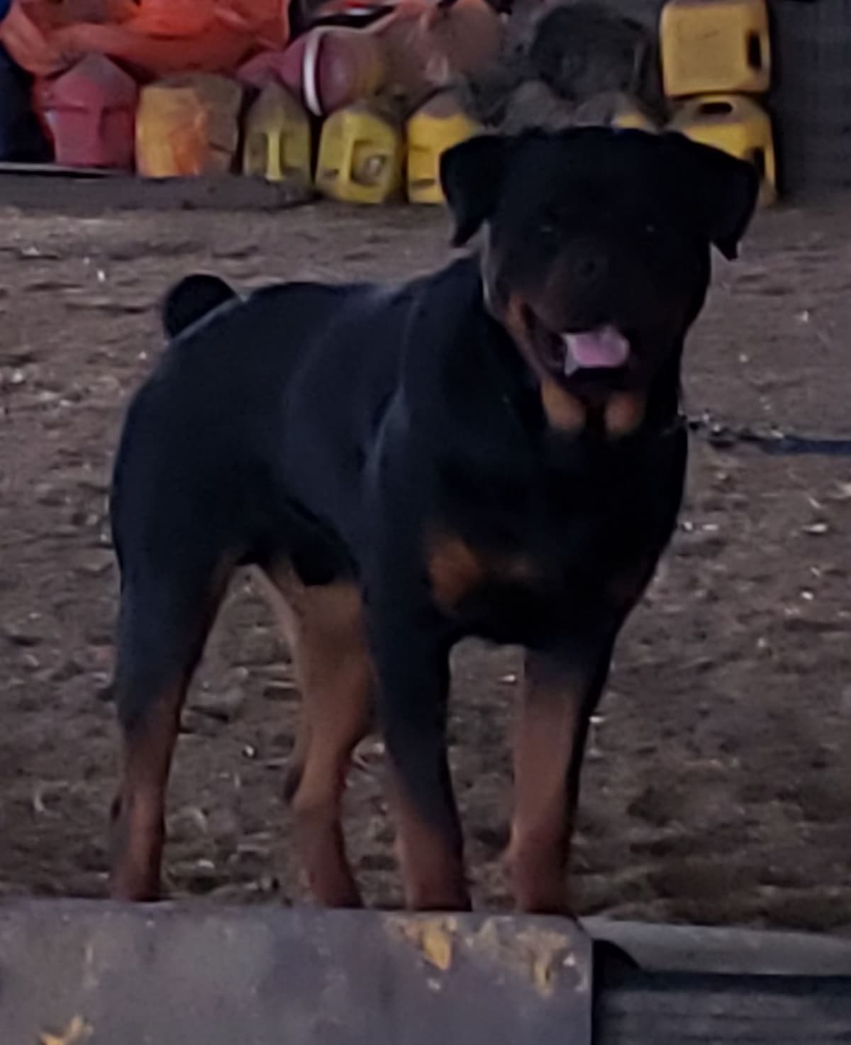 Rottweiler Puppies Kinders Royal Rotts bloodlines breeder image 3