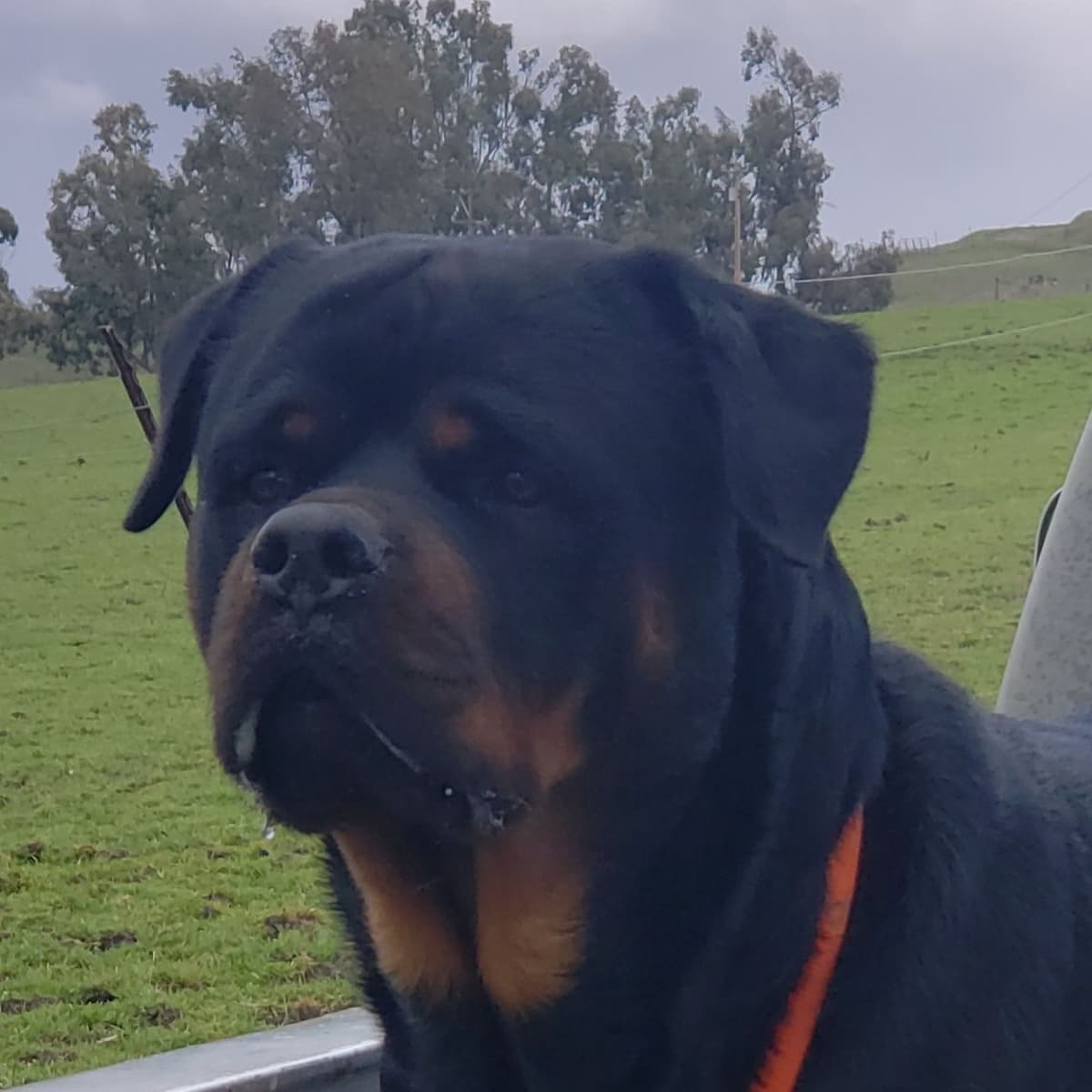 Rottweiler Puppies Kinders Royal Rotts bloodlines breeder image 7