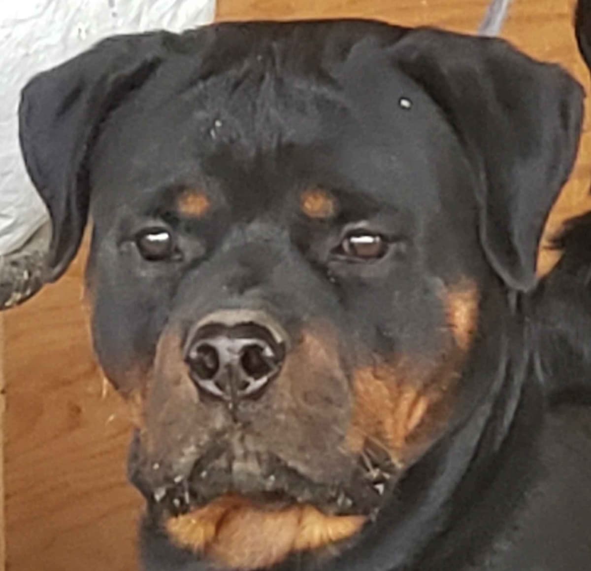 Rottweiler Puppies Kinders Royal Rotts bloodlines breeder image 10