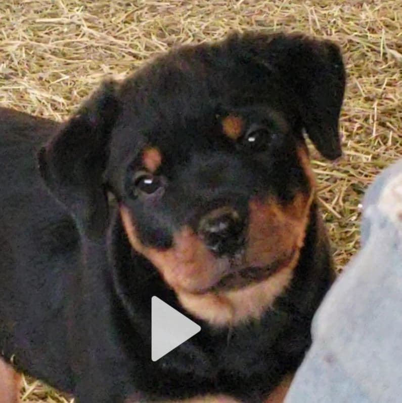 Rottweiler Puppies Kinders Royal Rotts bloodlines breeder image 11