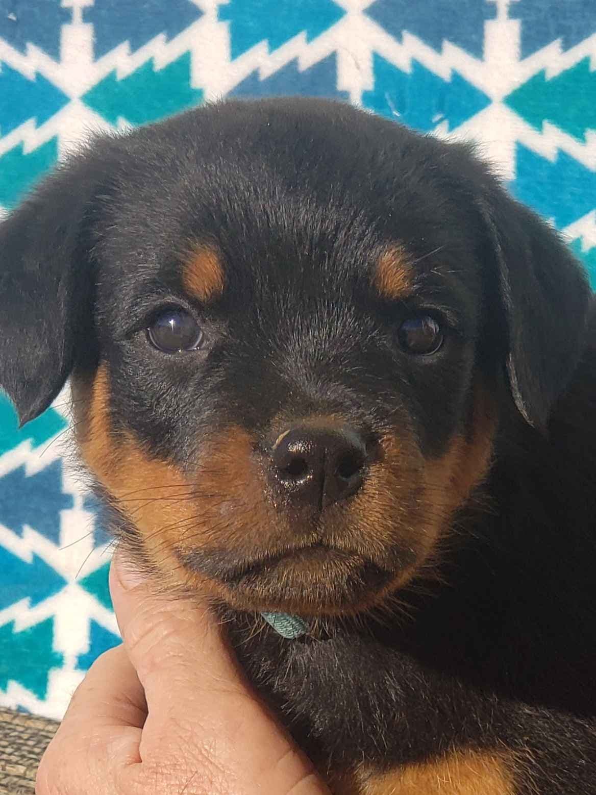 Rottweiler Puppies Kinders Royal Rotts bloodlines breeder image 13