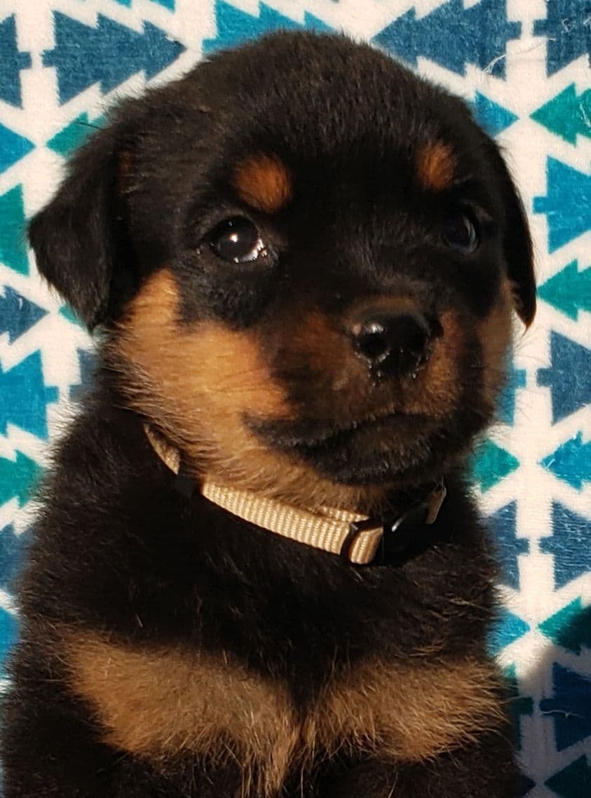 Rottweiler Puppies Kinders Royal Rotts bloodlines breeder image 14
