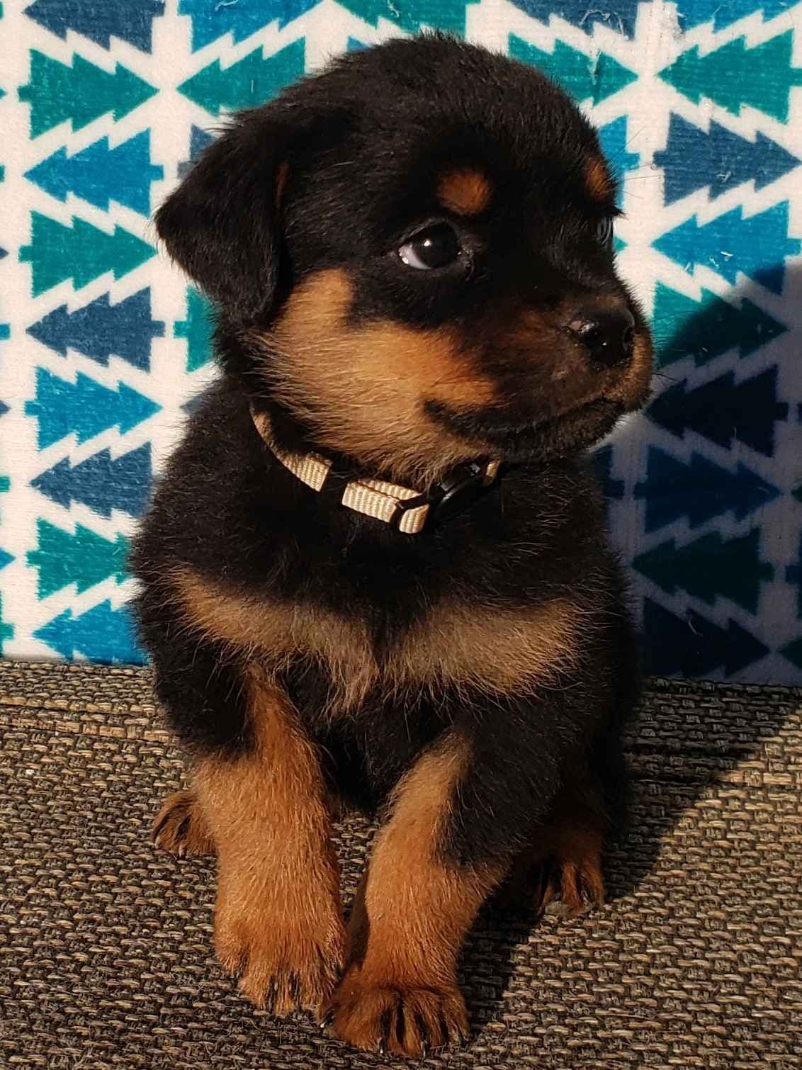 Rottweiler Puppies Kinders Royal Rotts bloodlines breeder image 15