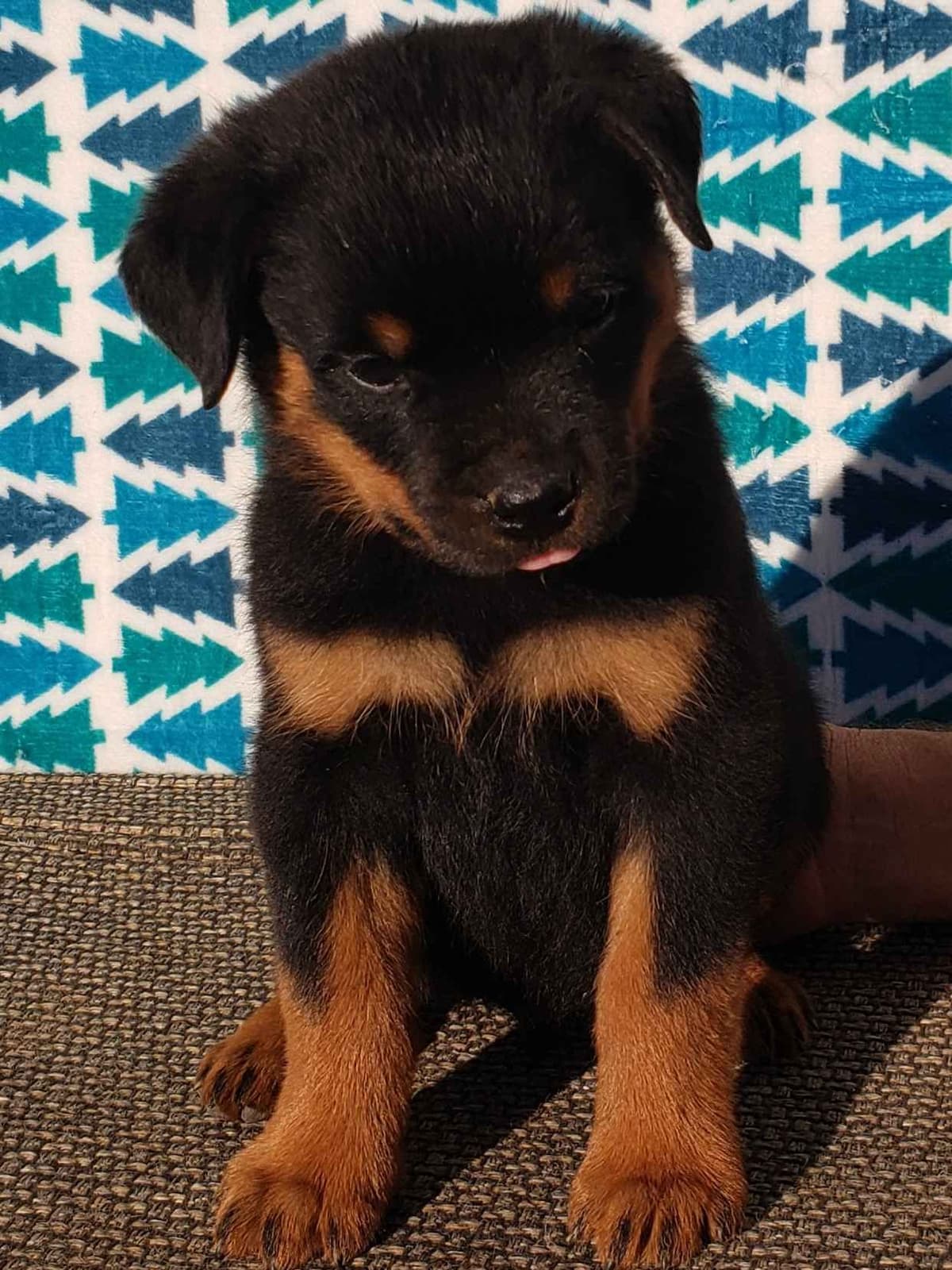 Rottweiler Puppies Kinders Royal Rotts bloodlines breeder image 16
