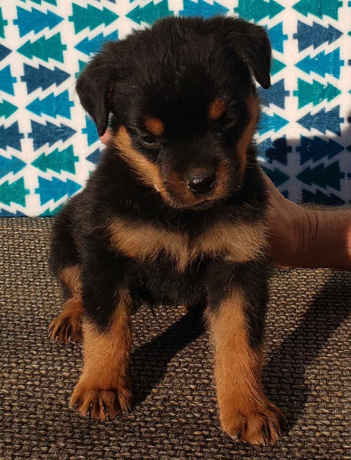 Rottweiler Puppies Kinders Royal Rotts bloodlines breeder image 17