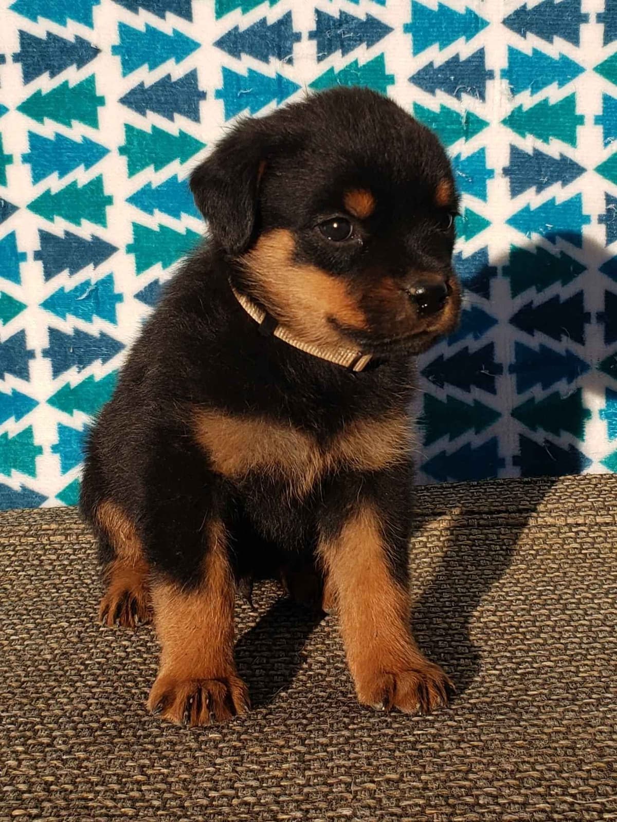 Rottweiler Puppies Kinders Royal Rotts bloodlines breeder image 19