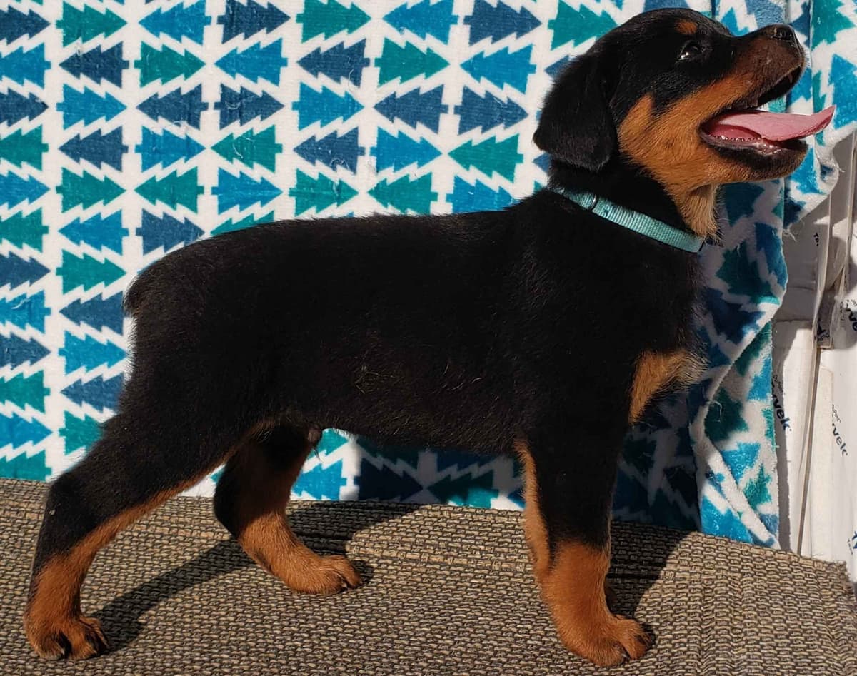 Rottweiler Puppies Kinders Royal Rotts bloodlines breeder image 20