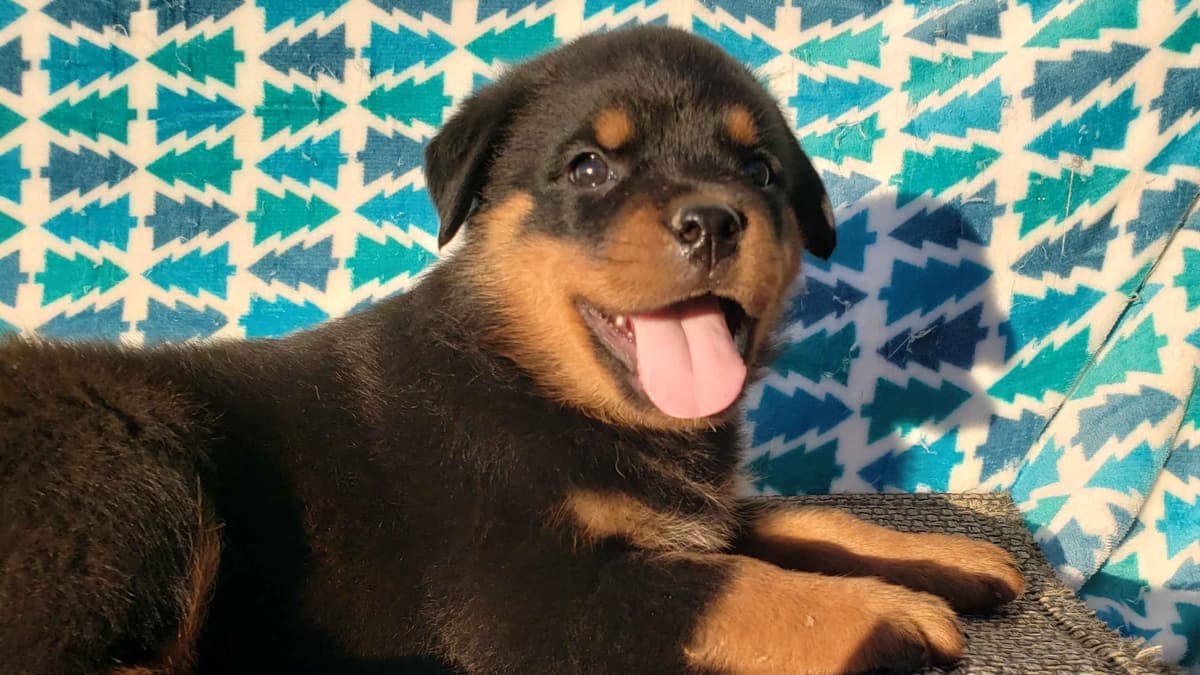 Rottweiler Puppies Kinders Royal Rotts bloodlines breeder image 21