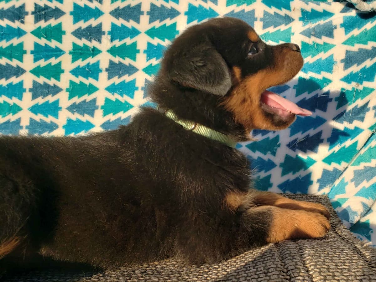 Rottweiler Puppies Kinders Royal Rotts bloodlines breeder image 22