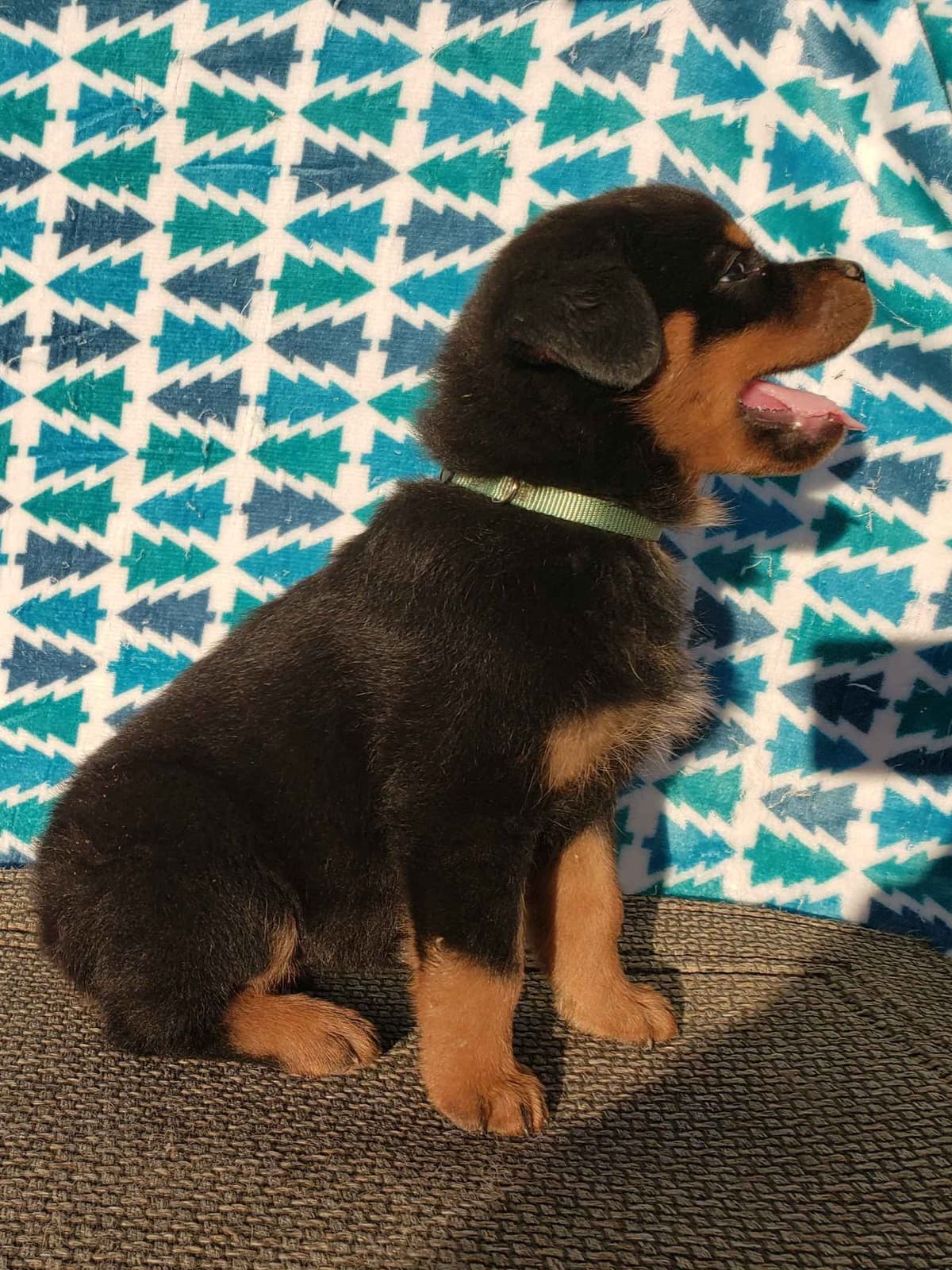 Rottweiler Puppies Kinders Royal Rotts bloodlines breeder image 24