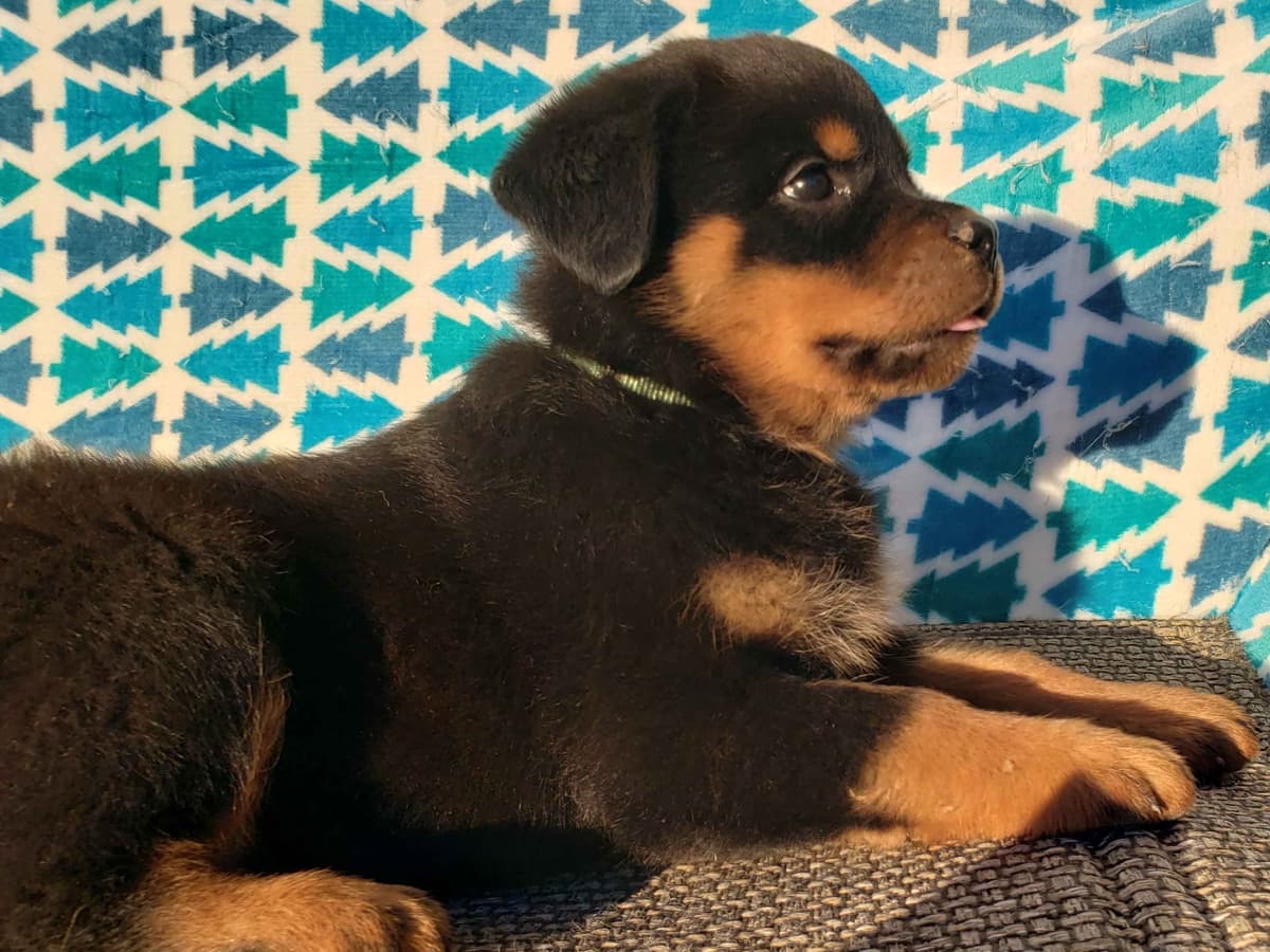Rottweiler Puppies Kinders Royal Rotts bloodlines breeder image 23