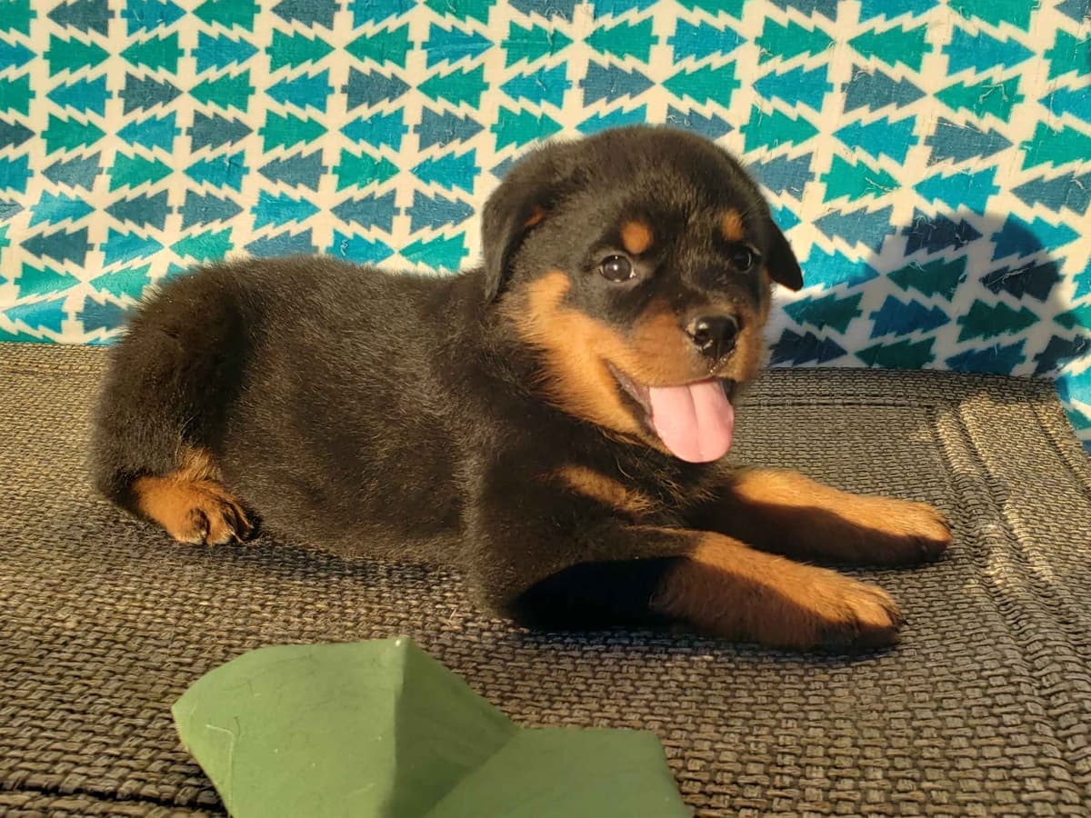 Rottweiler Puppies Kinders Royal Rotts bloodlines breeder image 26