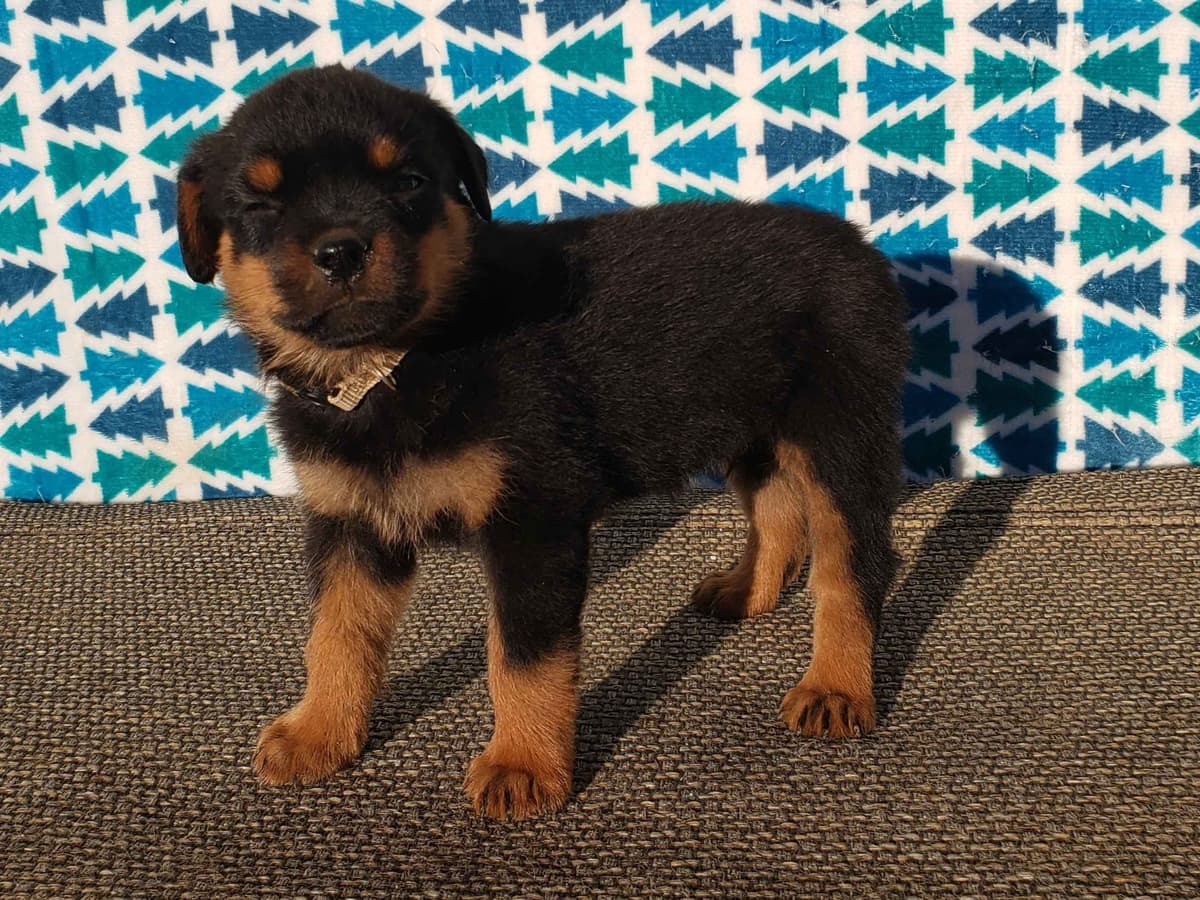 Rottweiler Puppies Kinders Royal Rotts bloodlines breeder image 25