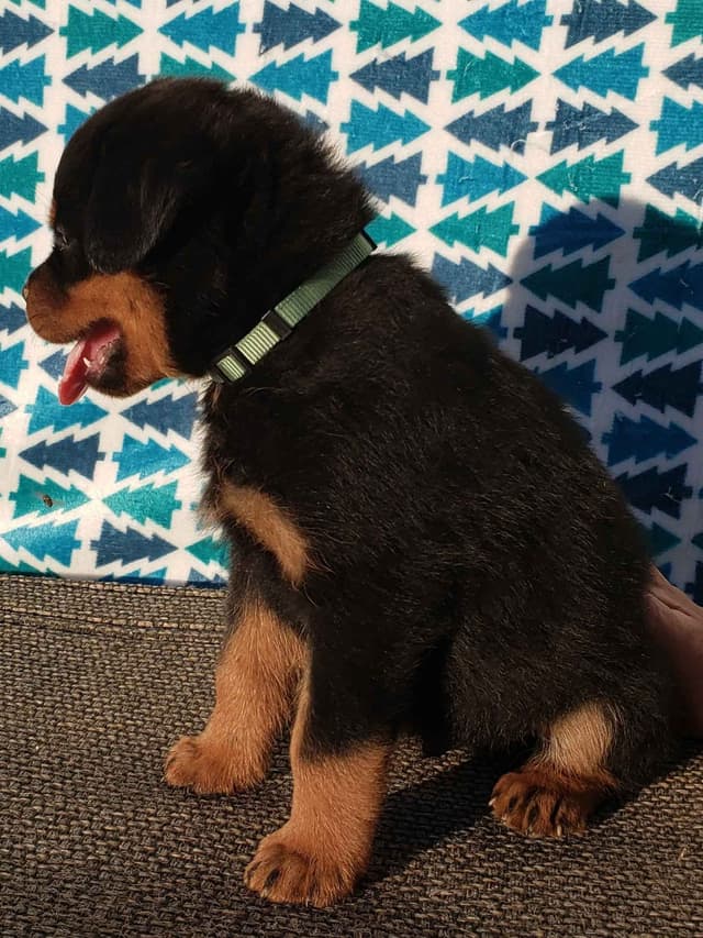 Rottweiler Puppies Kinders Royal Rotts bloodlines media 2