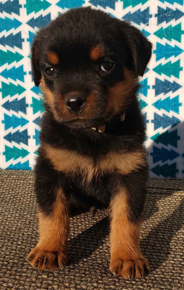 Rottweiler Puppies Kinders Royal Rotts bloodlines media 3