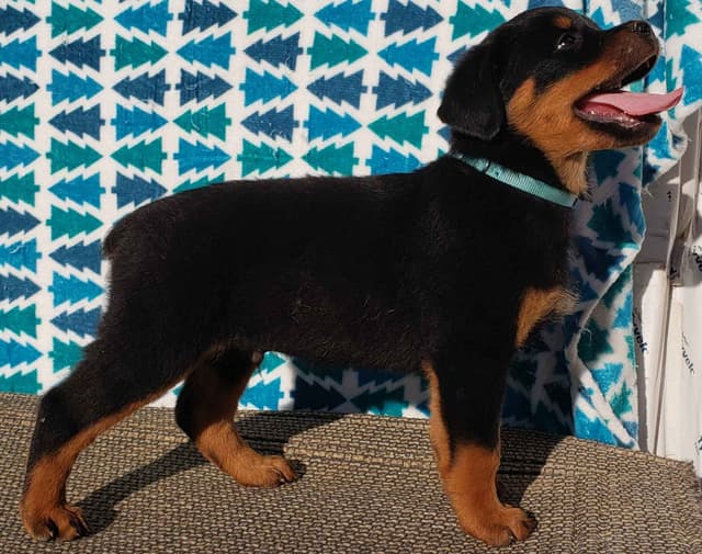 Rottweiler Puppies Kinders Royal Rotts bloodlines media 5