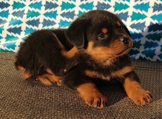 Rottweiler Puppies Kinders Royal Rotts bloodlines media 6