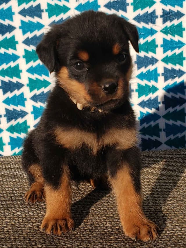 Rottweiler Puppies Kinders Royal Rotts bloodlines media 7