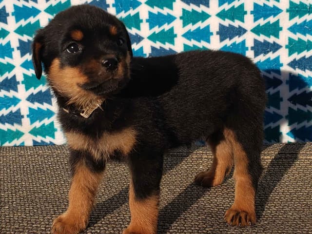 Rottweiler Puppies Kinders Royal Rotts bloodlines media 9