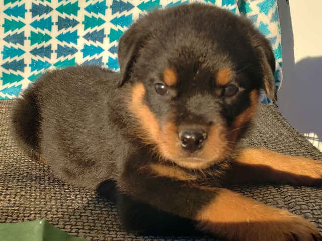 Rottweiler Puppies Kinders Royal Rotts bloodlines media 10