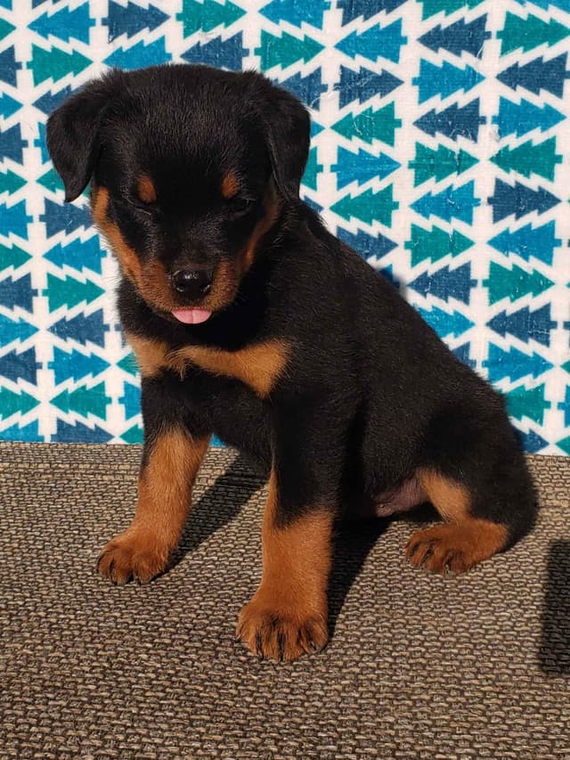 Rottweiler Puppies Kinders Royal Rotts bloodlines media 11