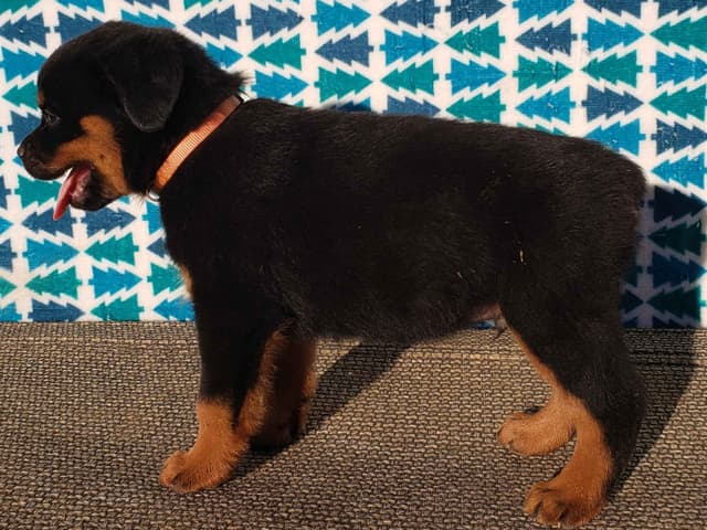 Rottweiler Puppies Kinders Royal Rotts bloodlines media 12
