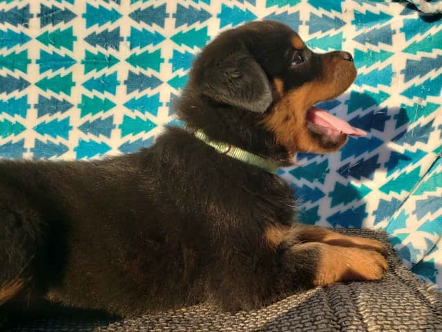 Rottweiler Puppies Kinders Royal Rotts bloodlines media 14