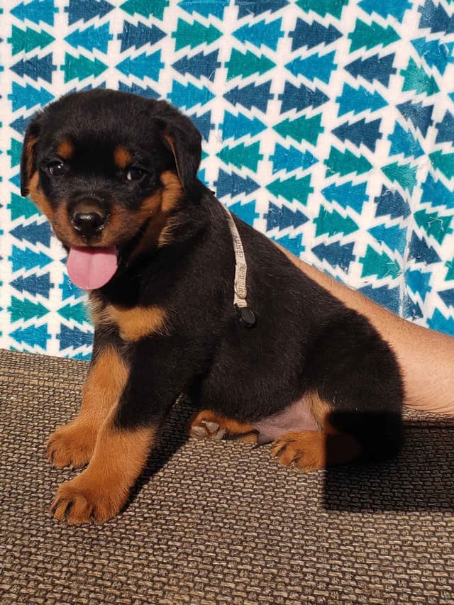 Rottweiler Puppies Kinders Royal Rotts bloodlines media 16