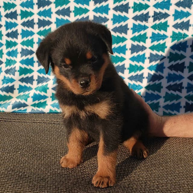 Rottweiler Puppies Kinders Royal Rotts bloodlines media 17