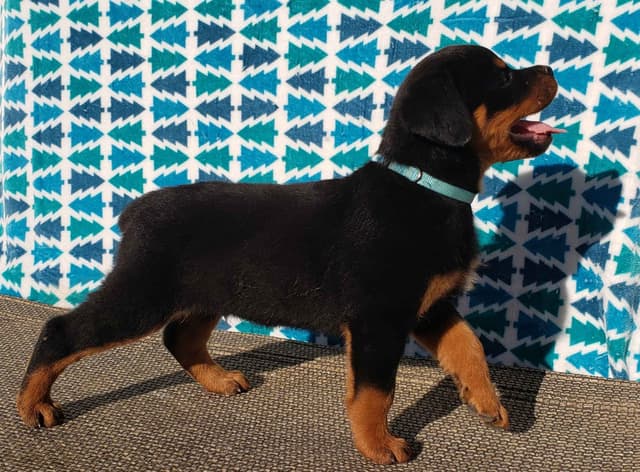 Rottweiler Puppies Kinders Royal Rotts bloodlines media 18