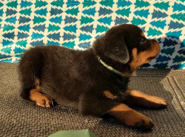 Rottweiler Puppies Kinders Royal Rotts bloodlines media 19