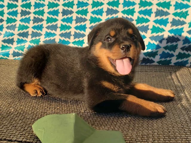 Rottweiler Puppies Kinders Royal Rotts bloodlines media 20