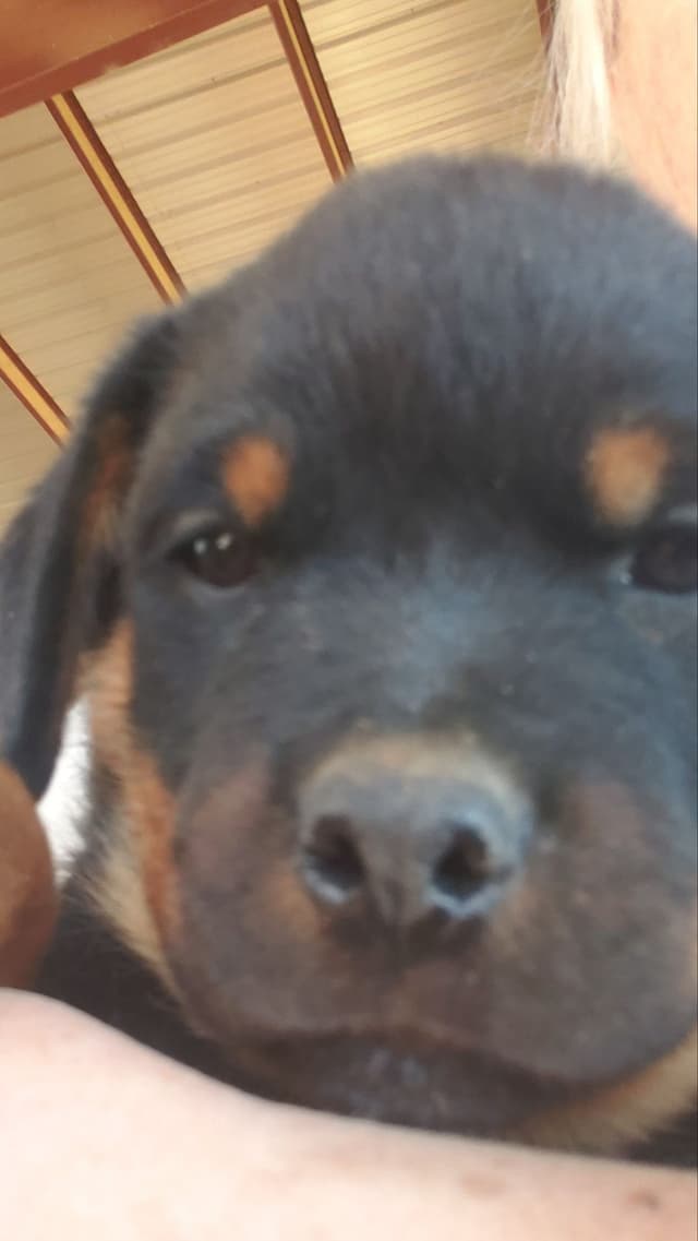 Rottweiler Puppies Kinders Royal Rotts bloodlines media 21