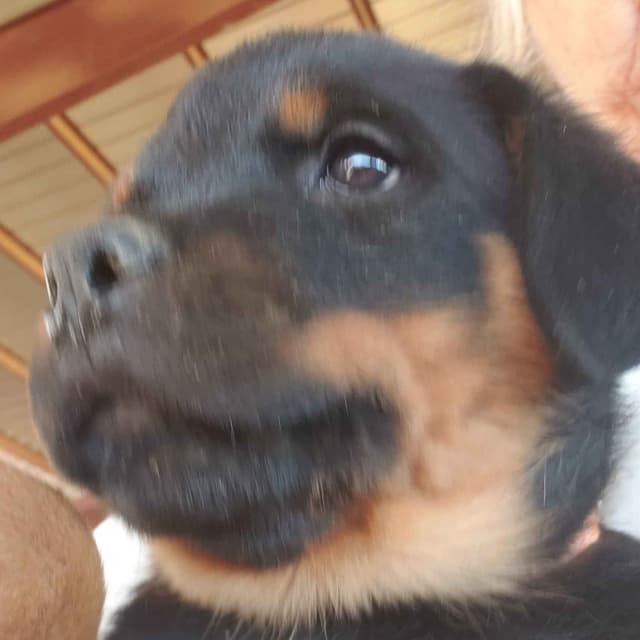 Rottweiler Puppies Kinders Royal Rotts bloodlines media 22