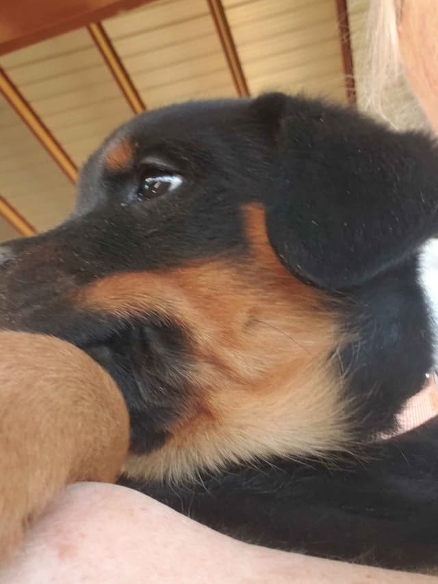 Rottweiler Puppies Kinders Royal Rotts bloodlines media 23