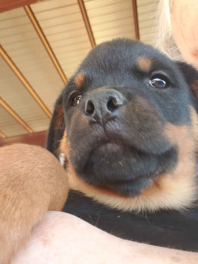 Rottweiler Puppies Kinders Royal Rotts bloodlines media 25