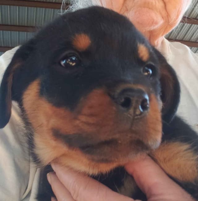 Rottweiler Puppies Kinders Royal Rotts bloodlines media 27