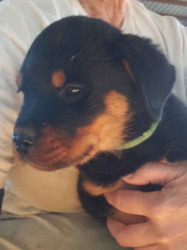 Rottweiler Puppies Kinders Royal Rotts bloodlines media 26