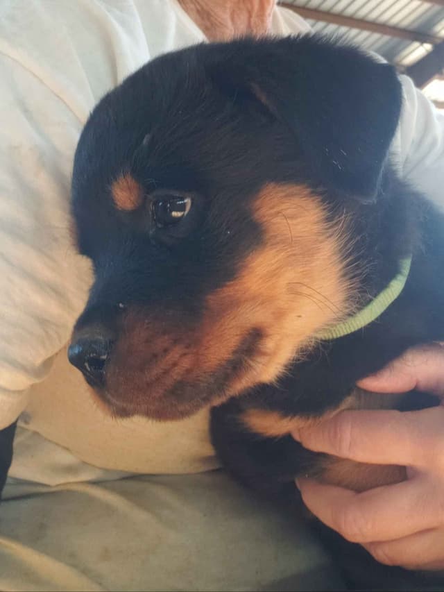 Rottweiler Puppies Kinders Royal Rotts bloodlines media 28