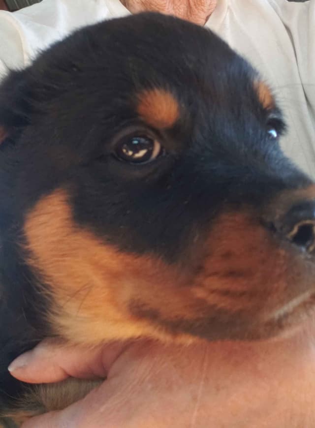 Rottweiler Puppies Kinders Royal Rotts bloodlines media 29