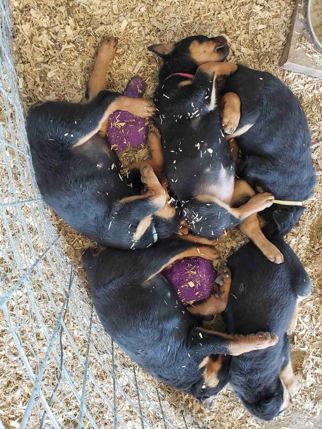 Rottweiler Puppies Kinders Royal Rotts bloodlines media 30