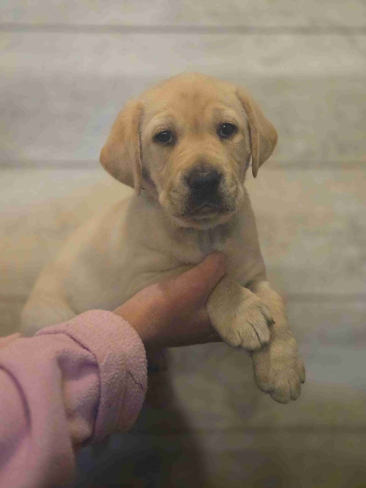 Labrador Retriever Puppies breeder image 1