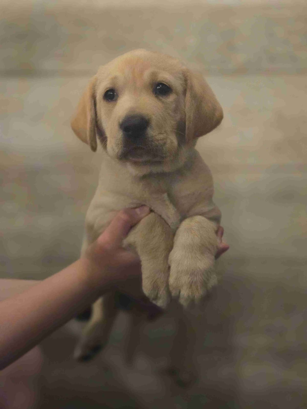 Labrador Retriever Puppies breeder image 3