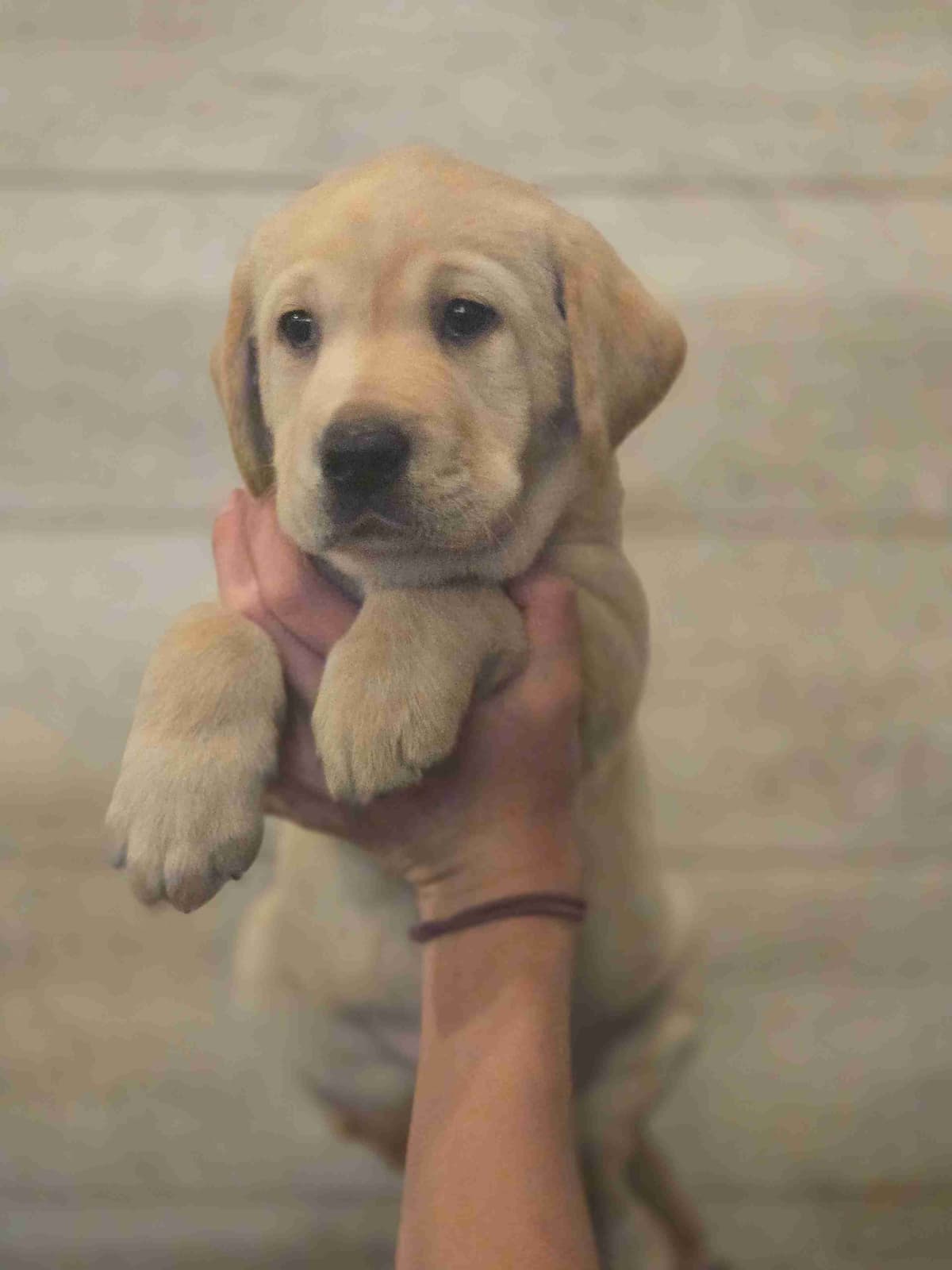 Labrador Retriever Puppies breeder image 4