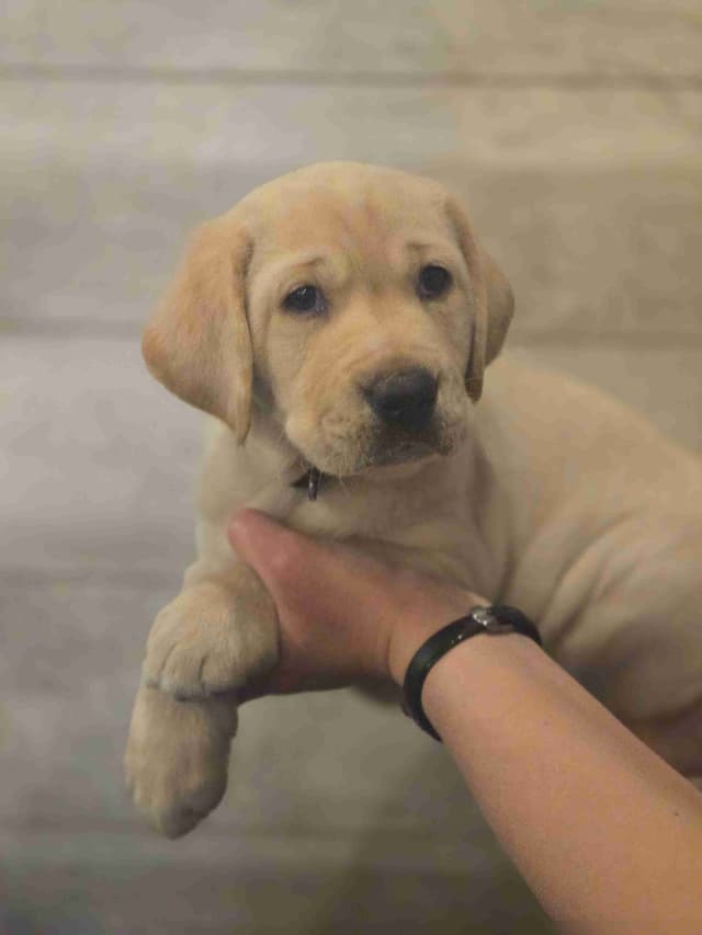 Labrador Retriever Puppies media 2