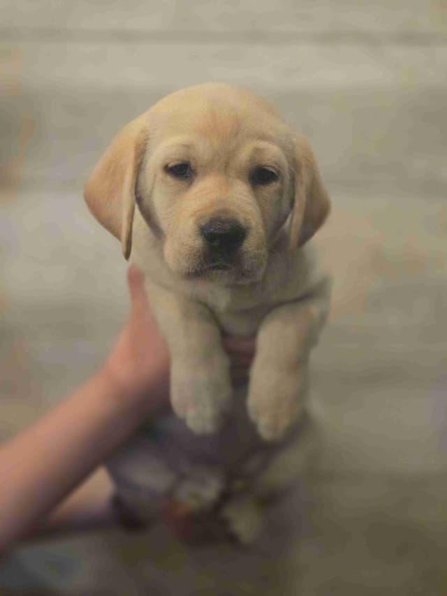 Labrador Retriever Puppies media 5